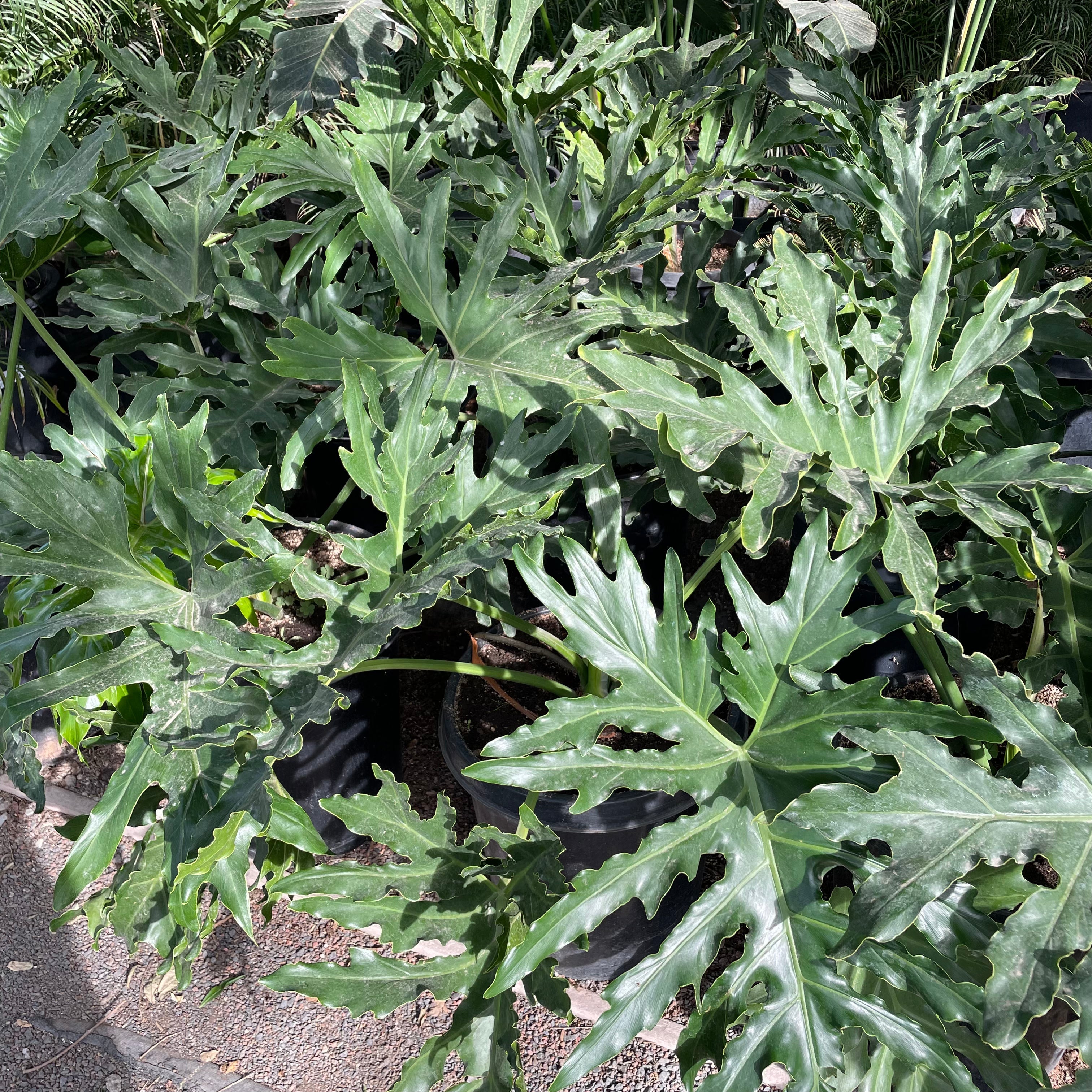 Big Leaf Philodendron