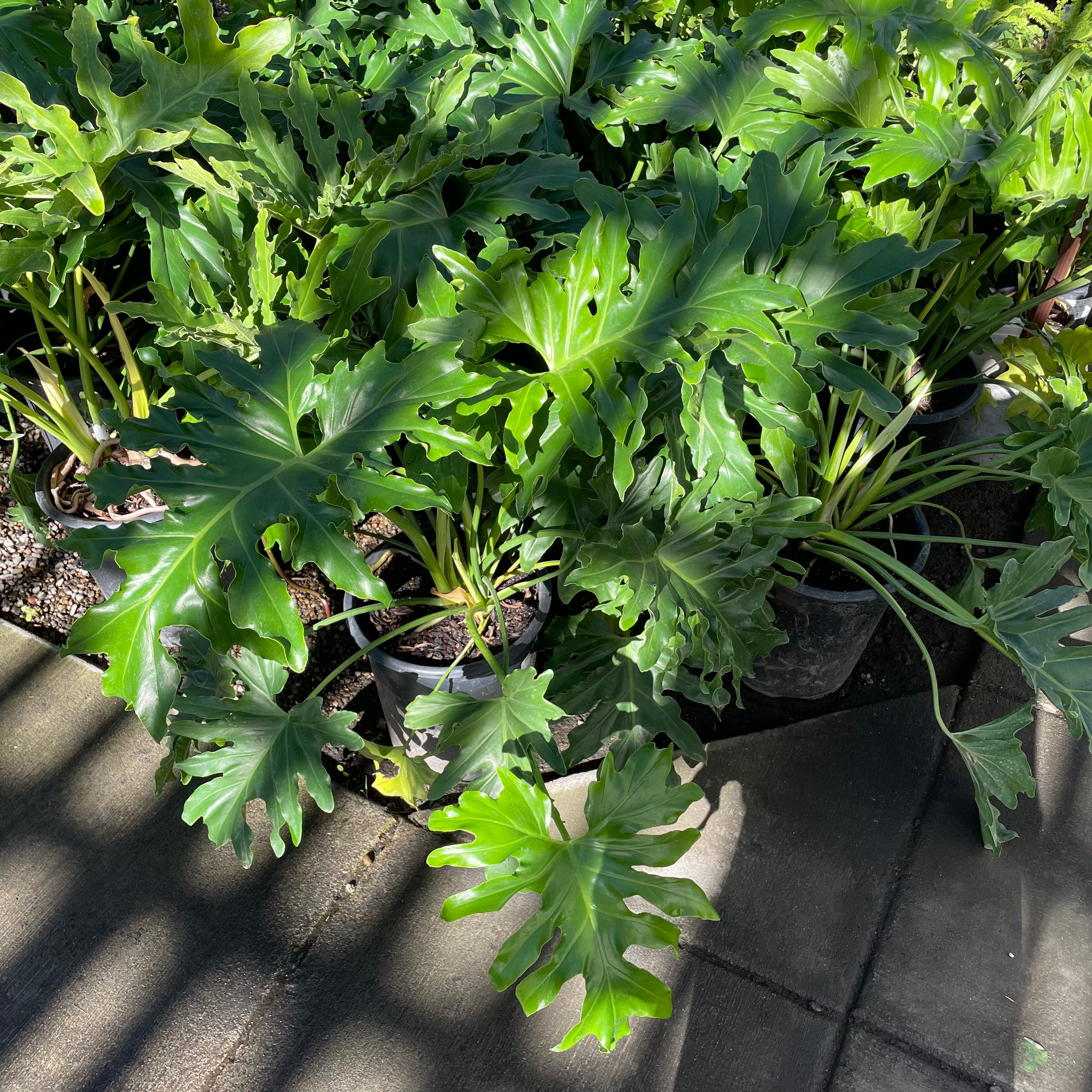 philodendron cost large Big Leaf Philodendron