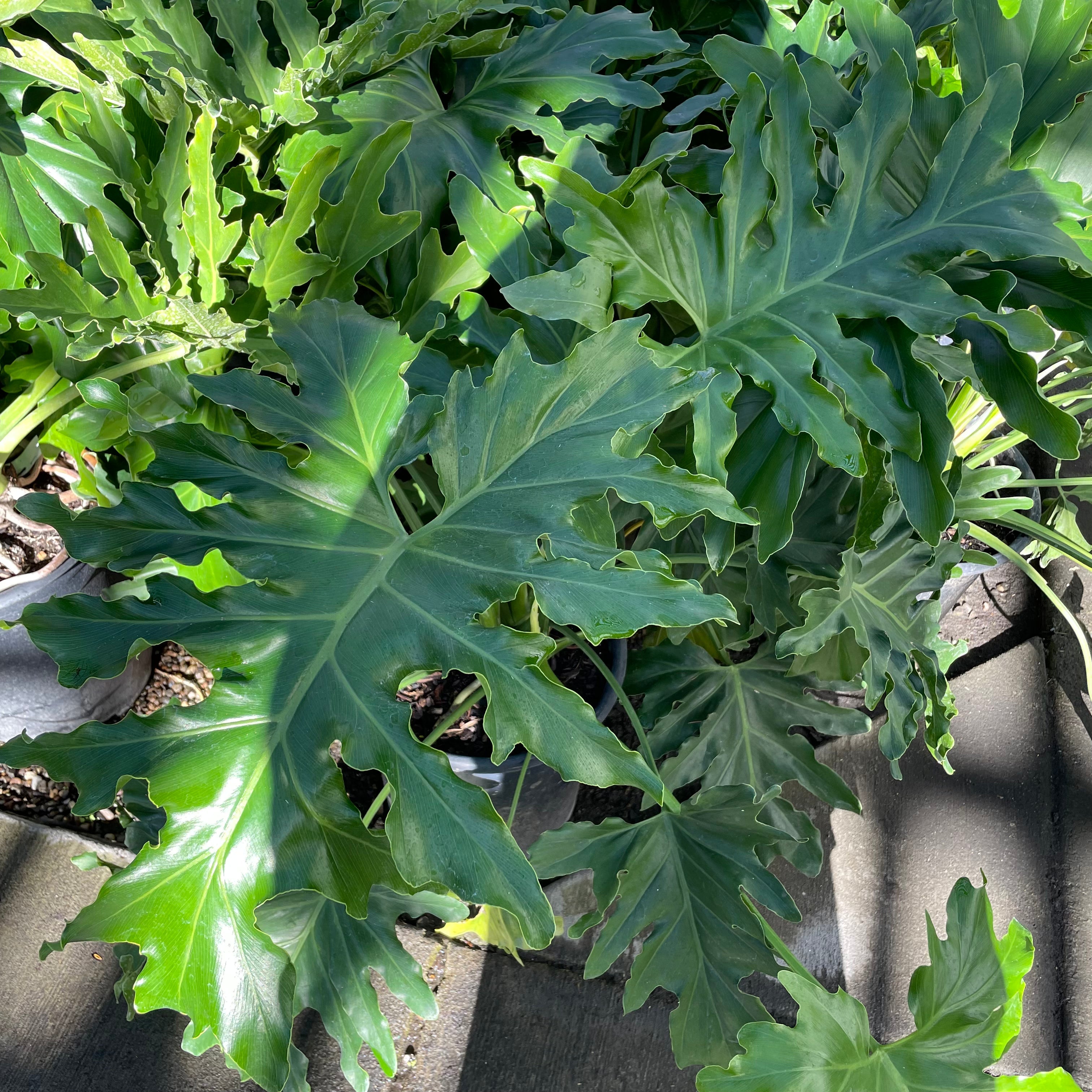 cut-leaf philodendron philodendron selloum 6-8 ft Big Leaf Philodendron