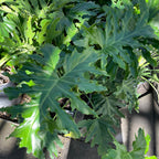 Big Leaf Philodendron