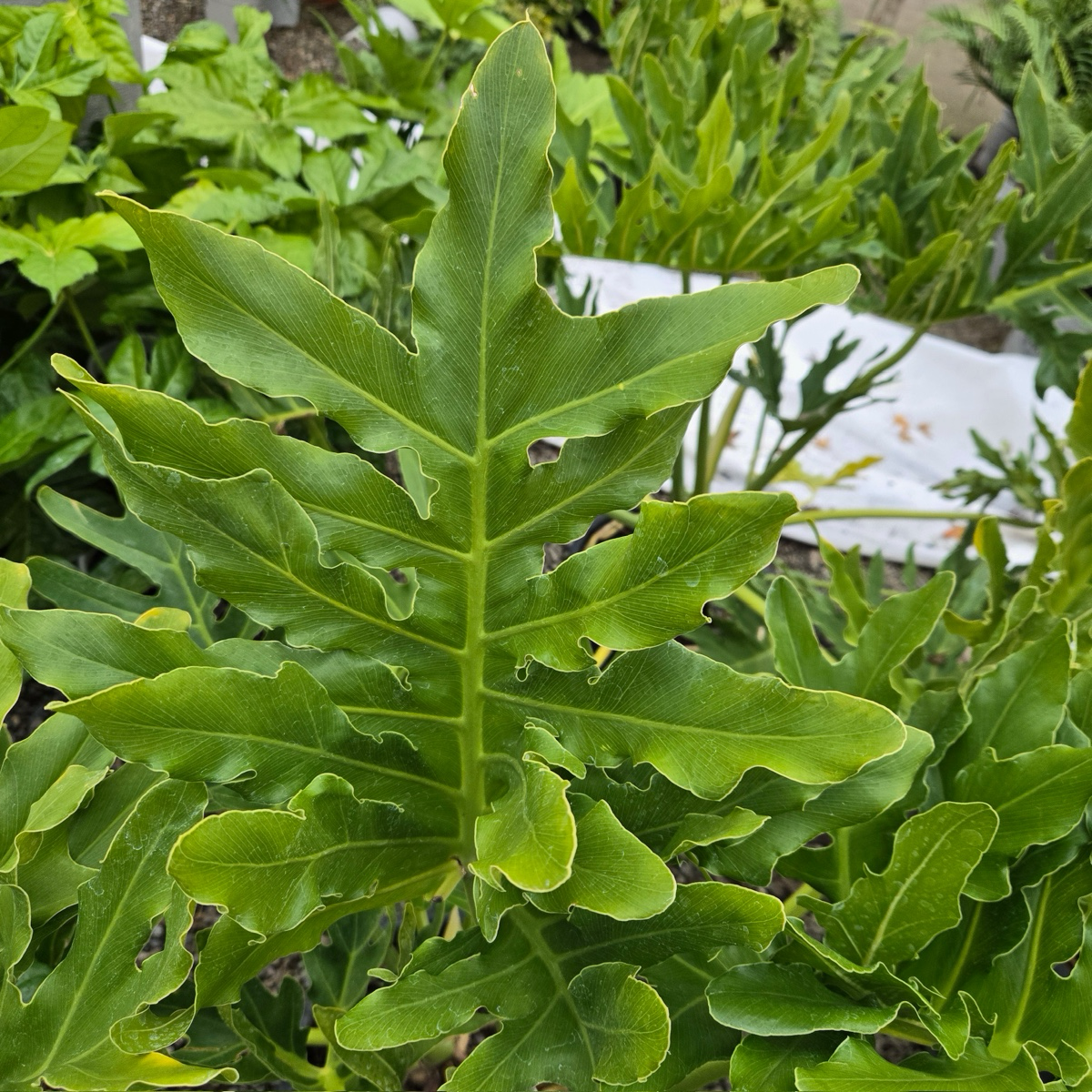 large split leaf philodendron for sale Big Leaf Philodendron