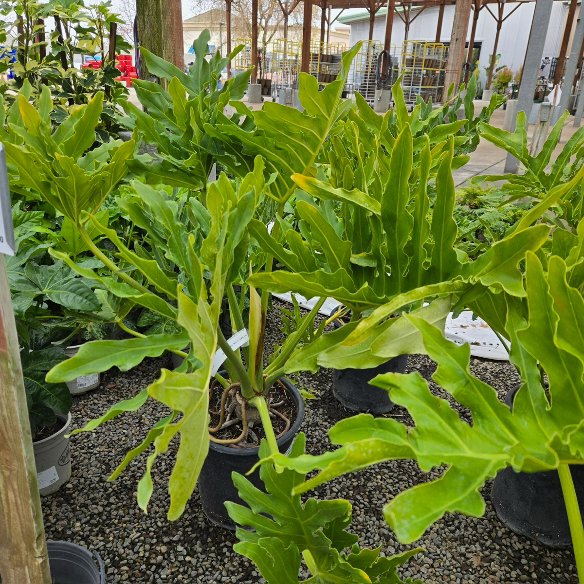 philodendron selloum poisonous Big Leaf Philodendron
