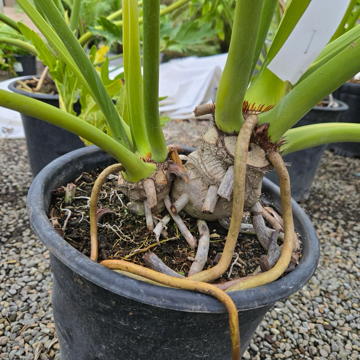 philodendron selloum pruning Big Leaf Philodendron