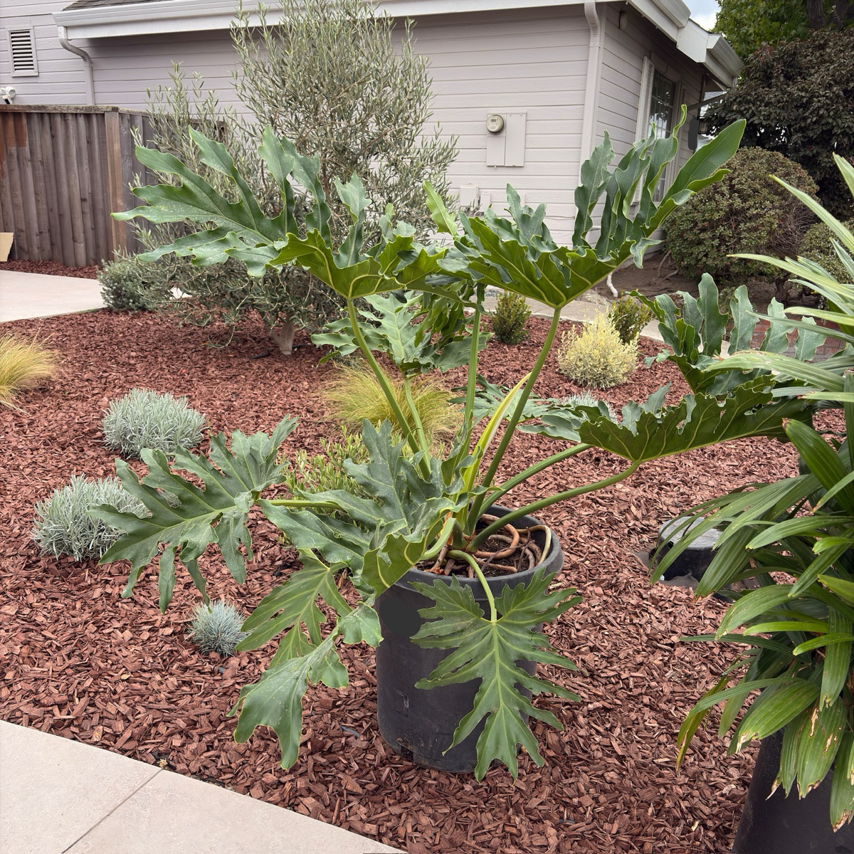 giant split leaf philodendron outdoors Big Leaf Philodendron