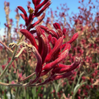 Big Red Kangaroo Paw