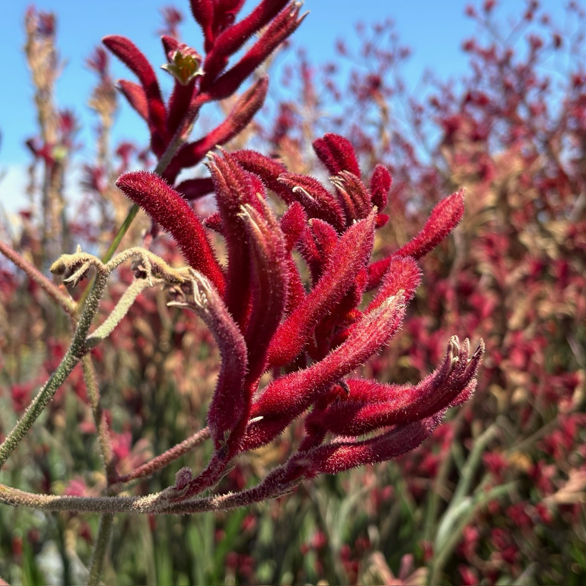 Big Red Kangaroo Paw