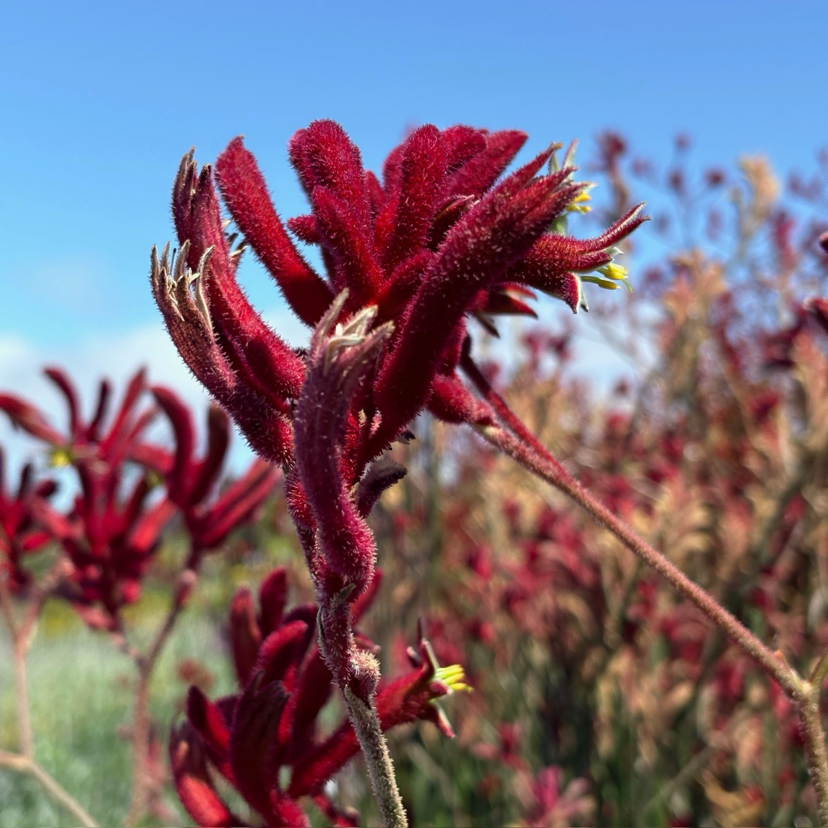 Big Red Kangaroo Paw