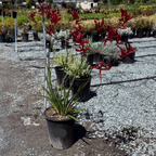 Big Red Kangaroo Paw