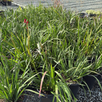 Big Red Kangaroo Paw