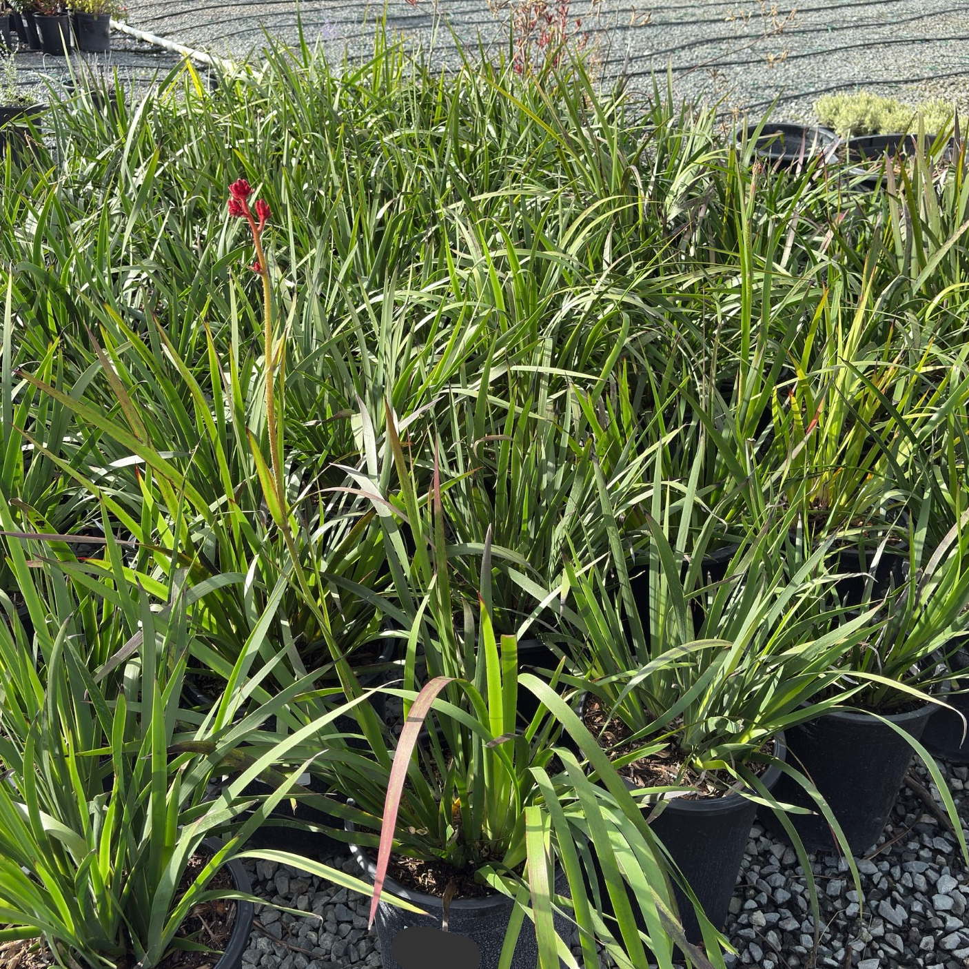 Big Red Kangaroo Paw