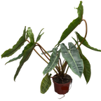 Potted Billietiae Philodendron plant on a concrete floor with other plants in the background