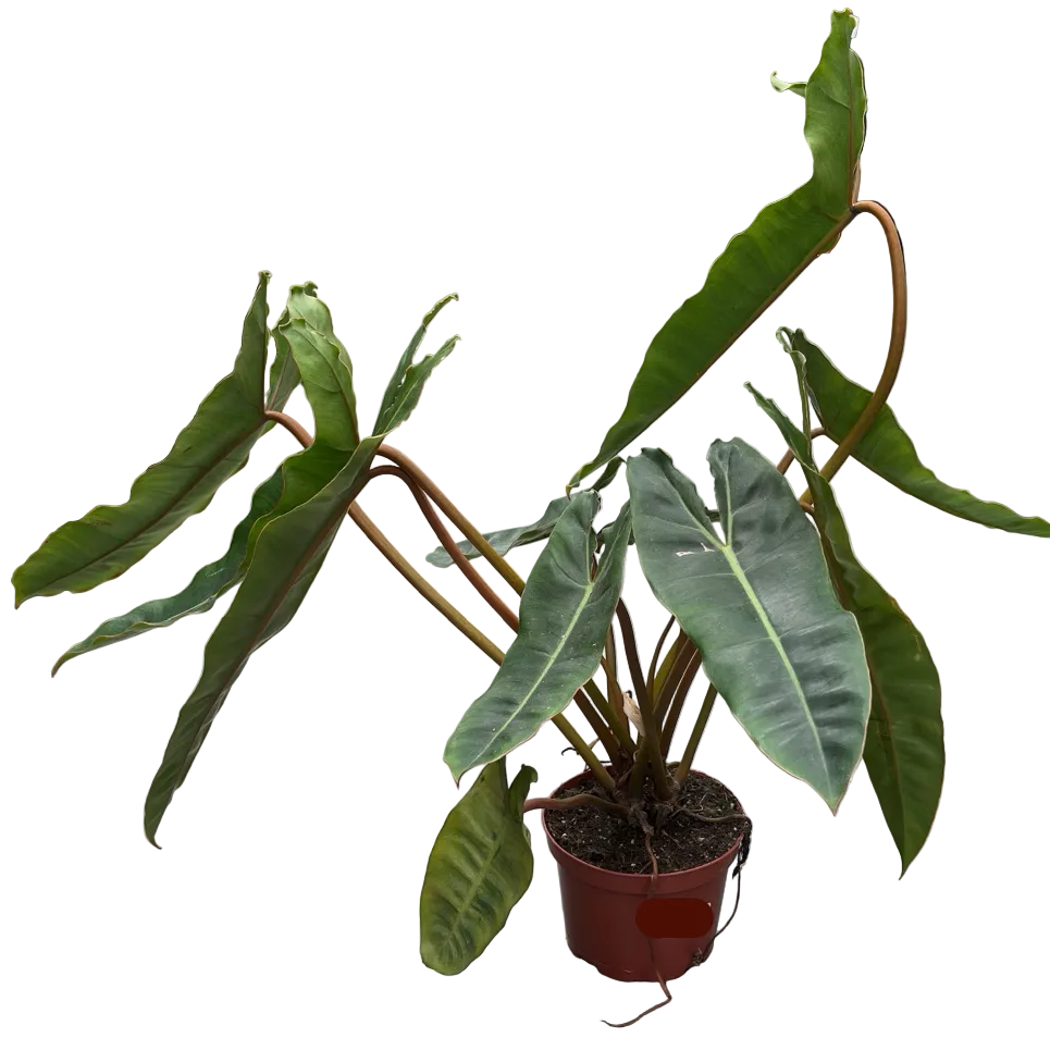 Potted Billietiae Philodendron plant on a concrete floor with other plants in the background