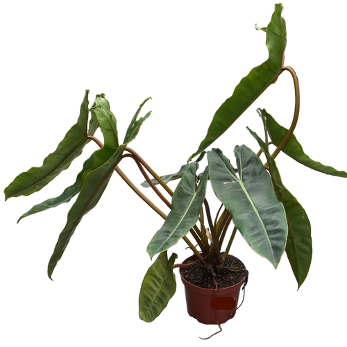 Potted Billietiae Philodendron plant on a concrete floor with other plants in the background