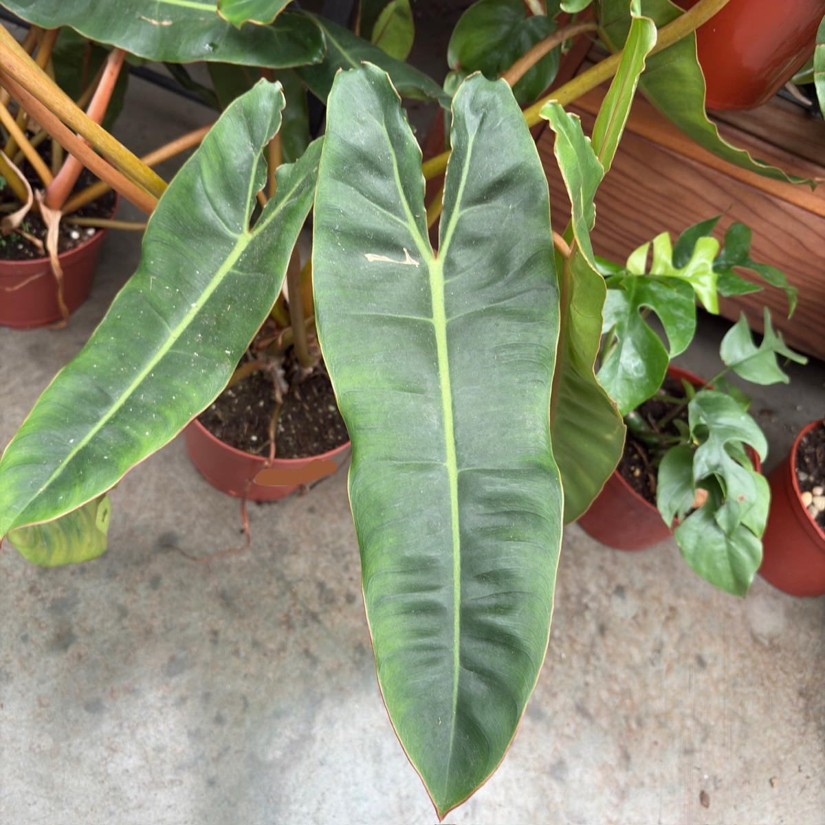 tropical philodendron plants Billietiae Philodendron