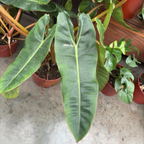 Close-up of Billietiae Philodendron leaf with other potted plants in the background.