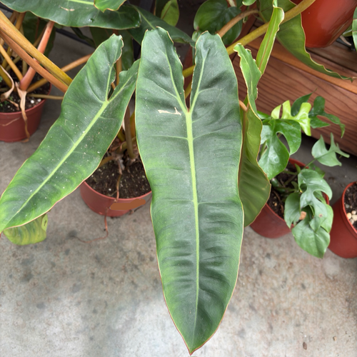 artificial philodendrons Artificial Philodendron UV Treated | Green - 180cm main image 0