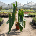 Potted Billietiae Philodendron  in a greenhouse setting with other plants and a barrel in the background