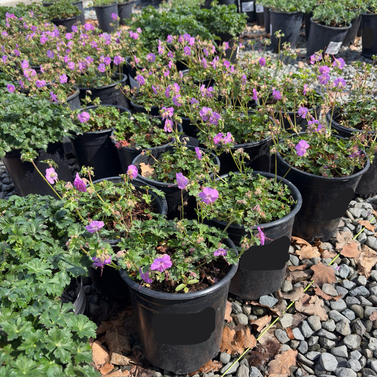 Biokovo Cranesbill