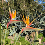 Bird Of Paradise