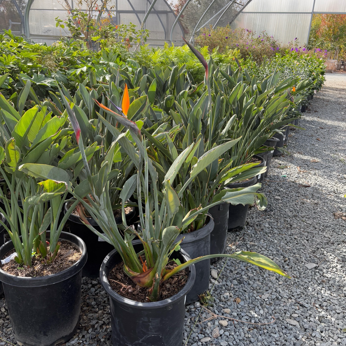 Bird of Paradise | Orange Tropical Flowering Plant – Victory Nursery
