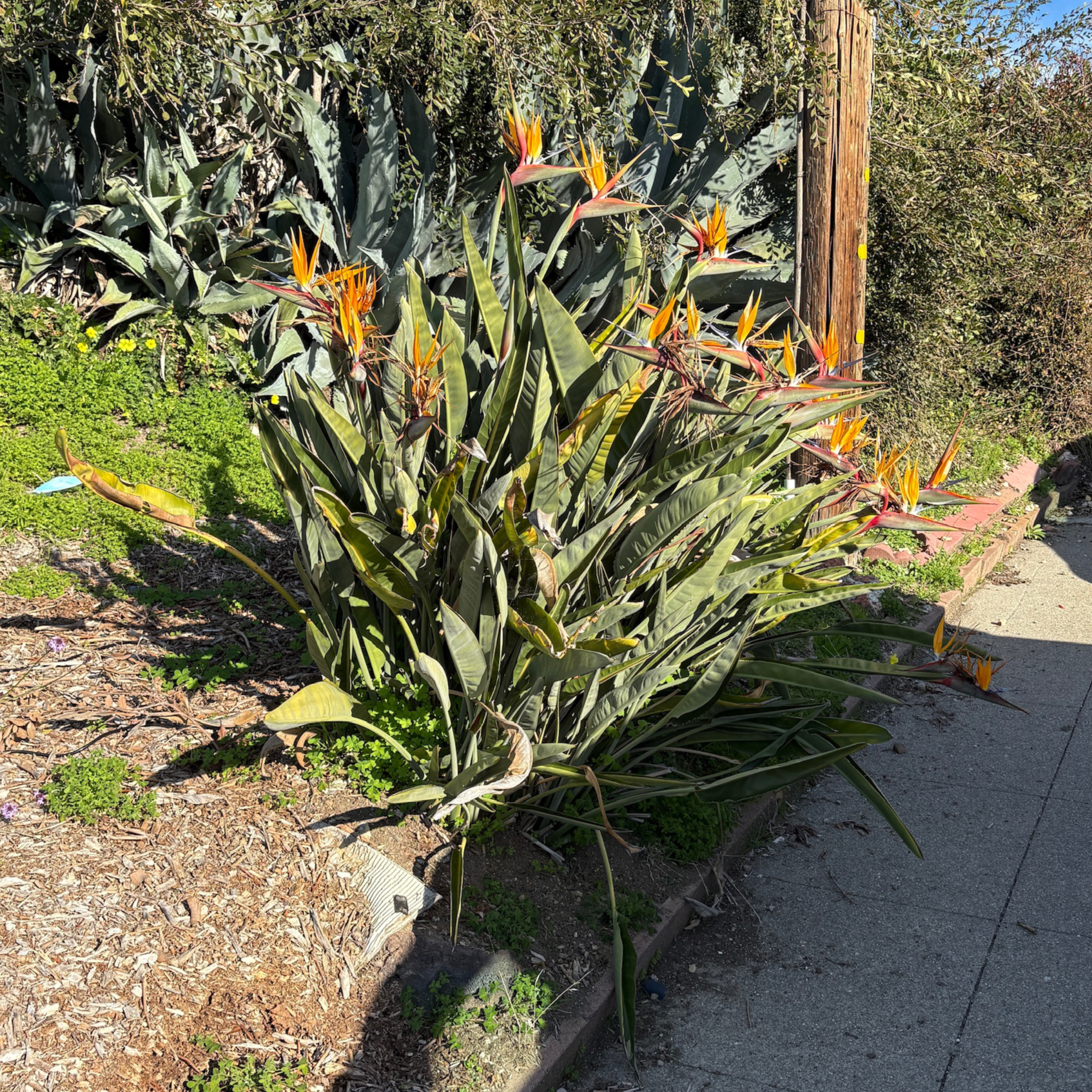Bird of Paradise | Orange Tropical Flowering Plant – Victory Nursery