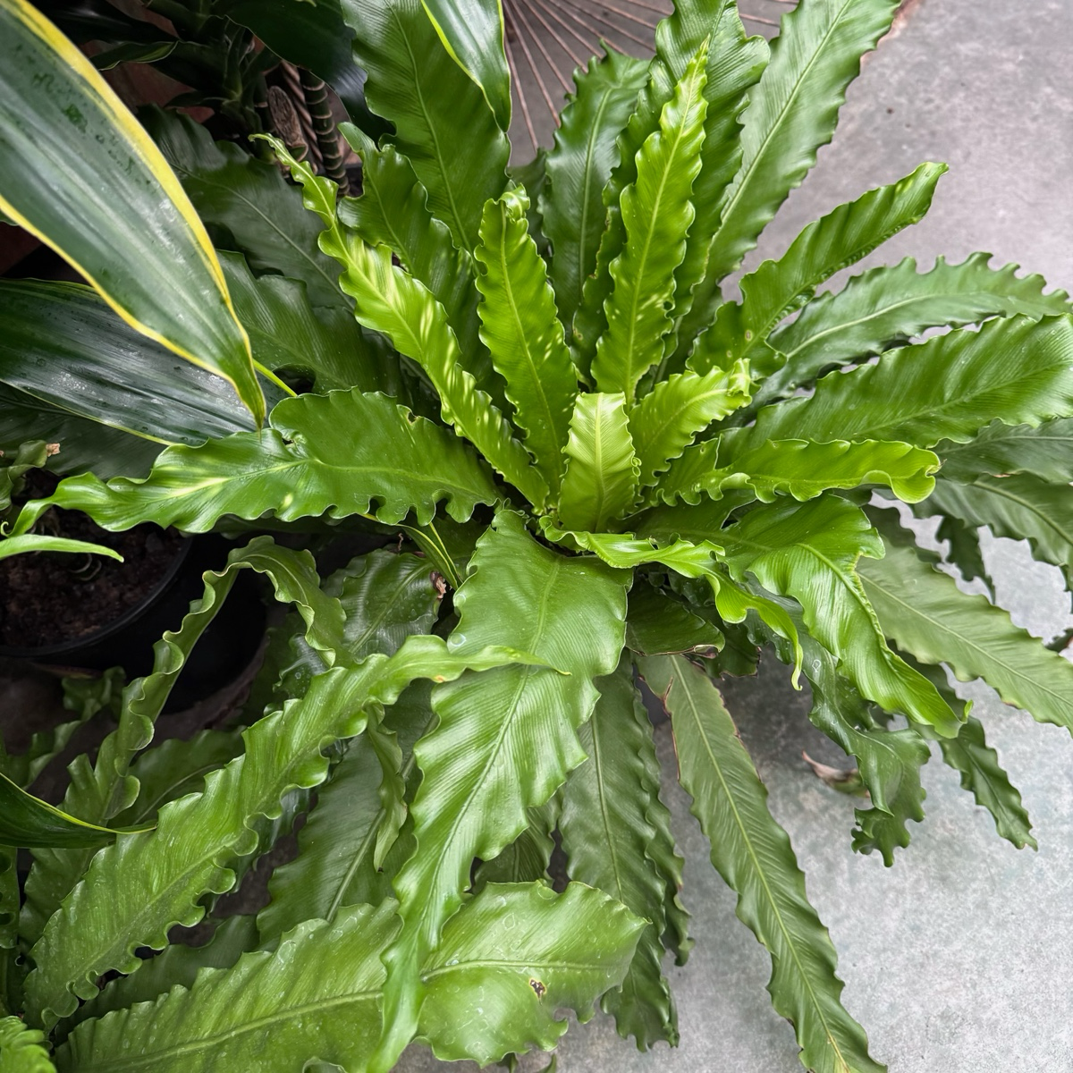 bird nest fern growth rate Bird's Nest Ferns