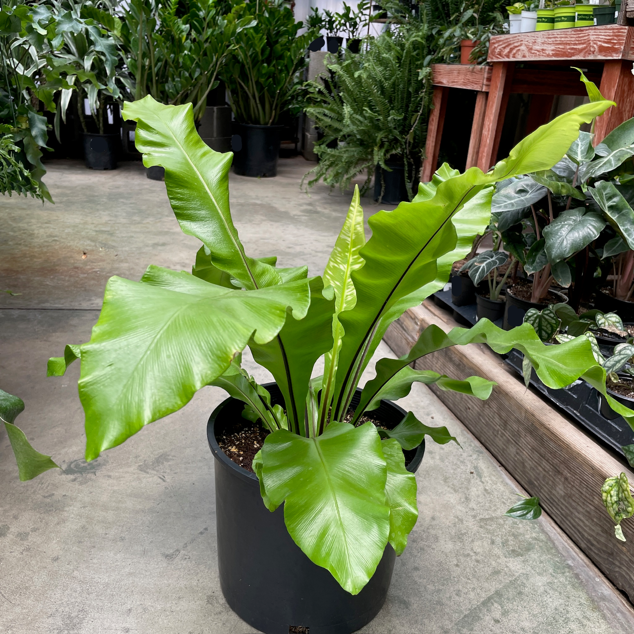 bird nest fern asplenium size outside Bird's Nest Fern