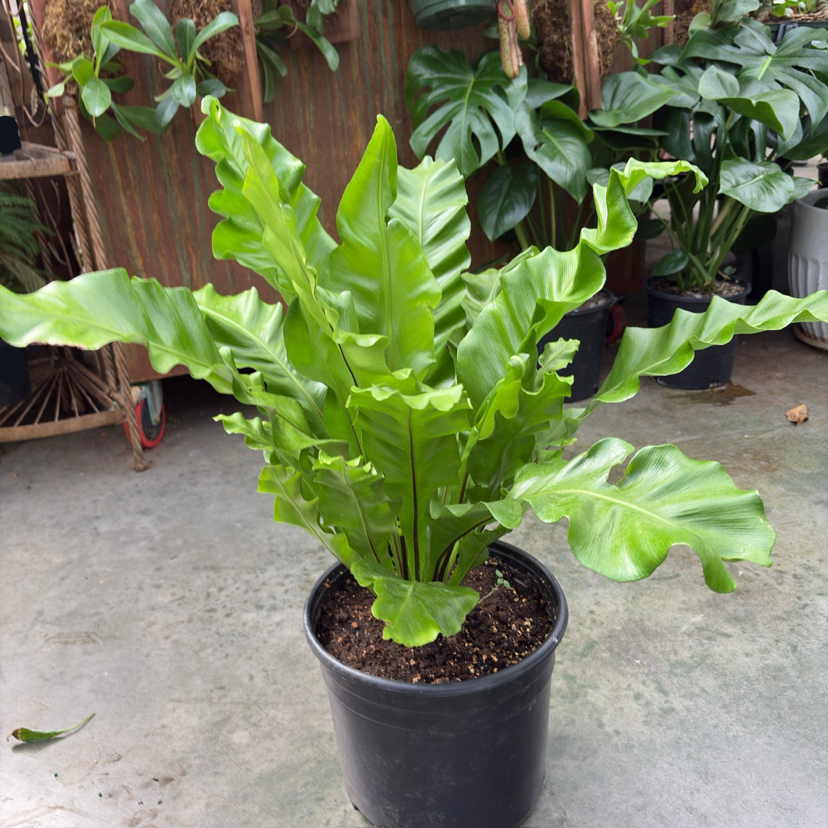 bird's nest fern not growing Bird's Nest Ferns