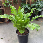 Bird's Nest Ferns