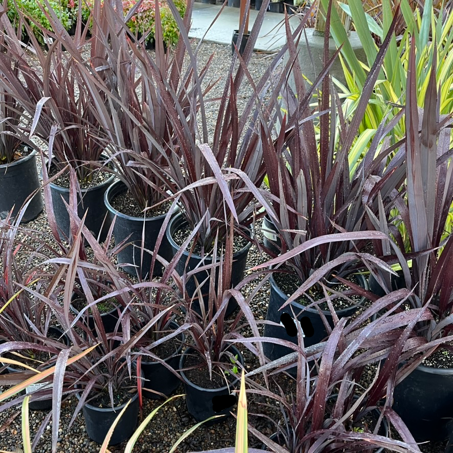 Black Adder New Zealand Flax