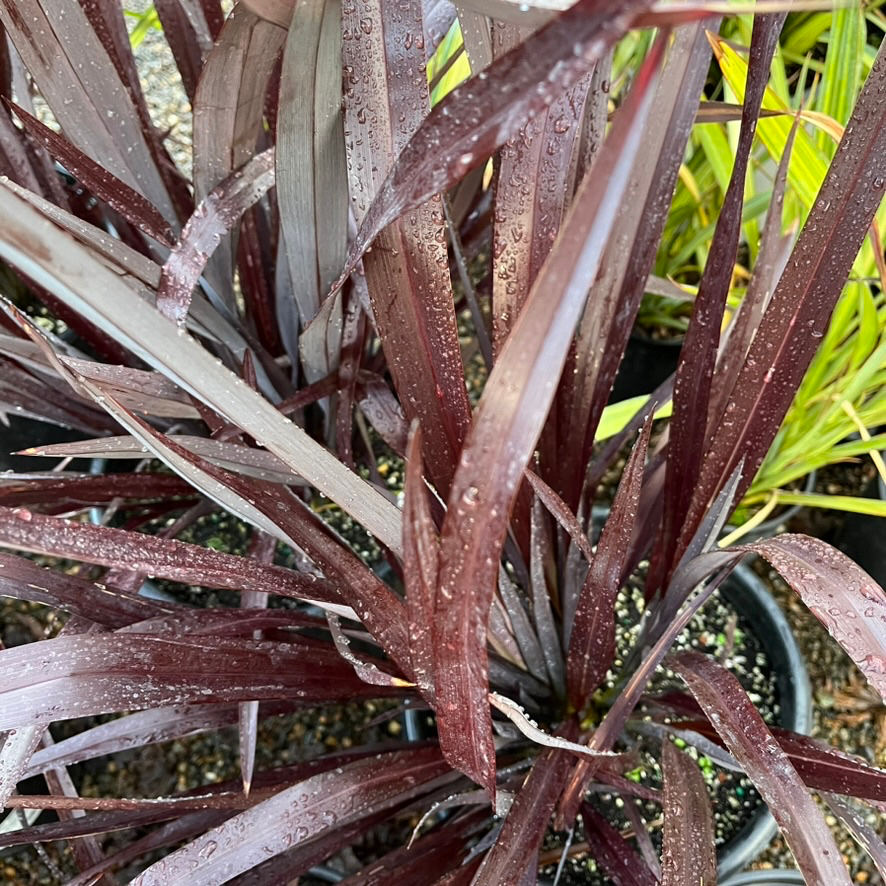 Black Adder New Zealand Flax