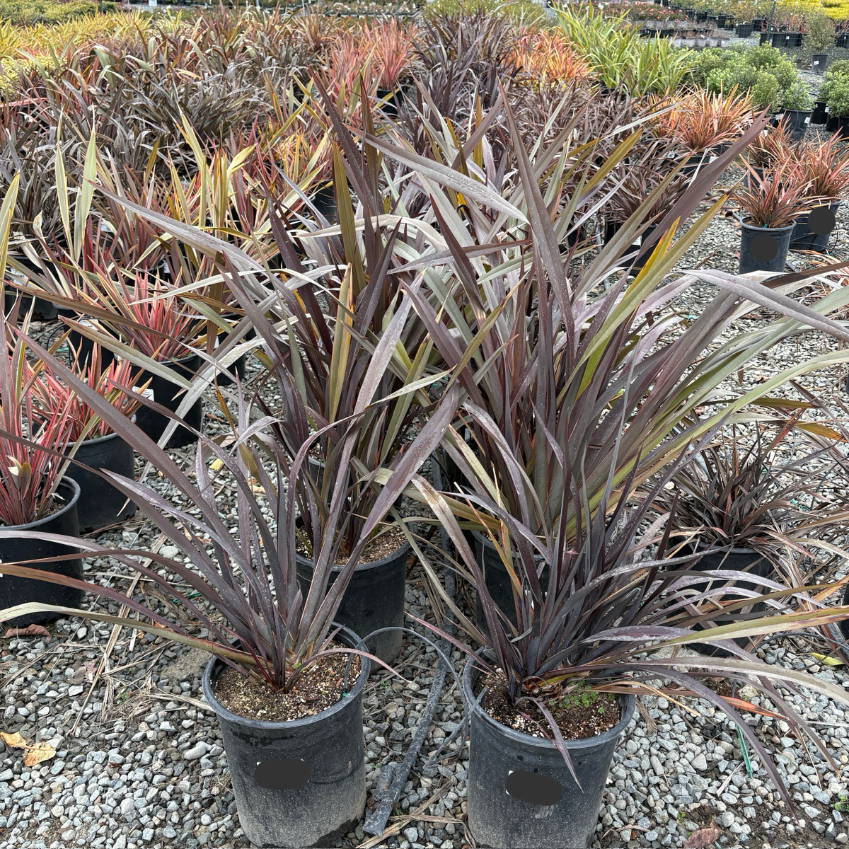 Black Adder New Zealand Flax