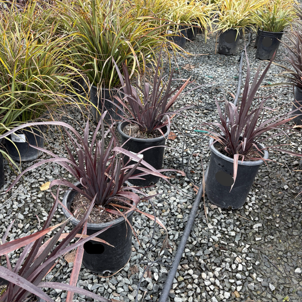 Black Adder New Zealand Flax