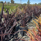 Black Adder New Zealand Flax