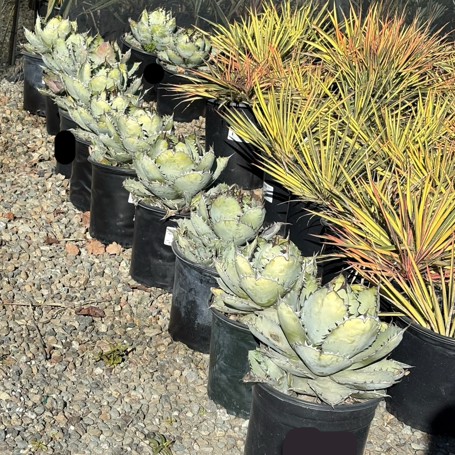 Black And Blue Agave