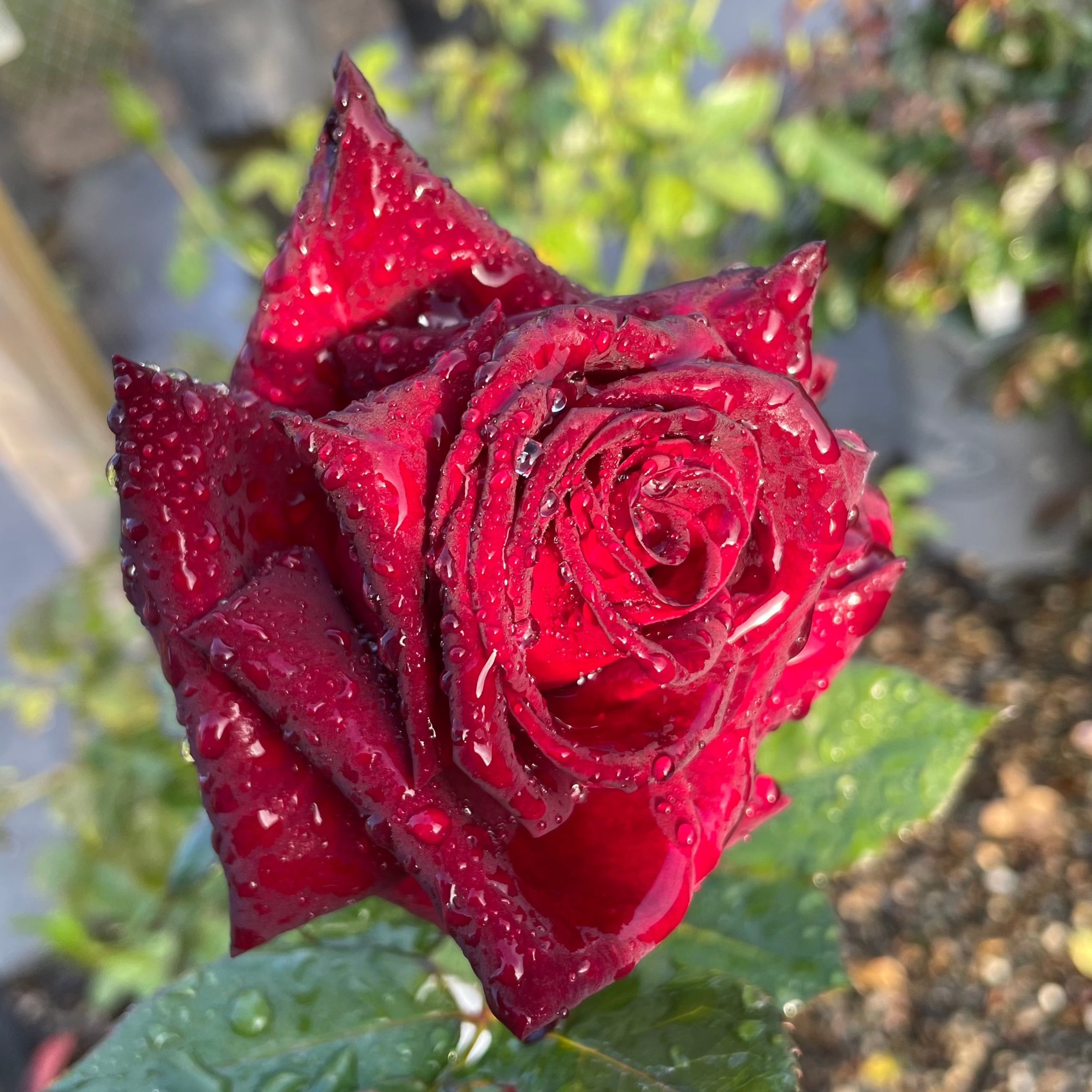 Black Baccara Hybrid Tea Rose