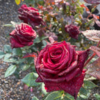 Black Baccara Hybrid Tea Rose