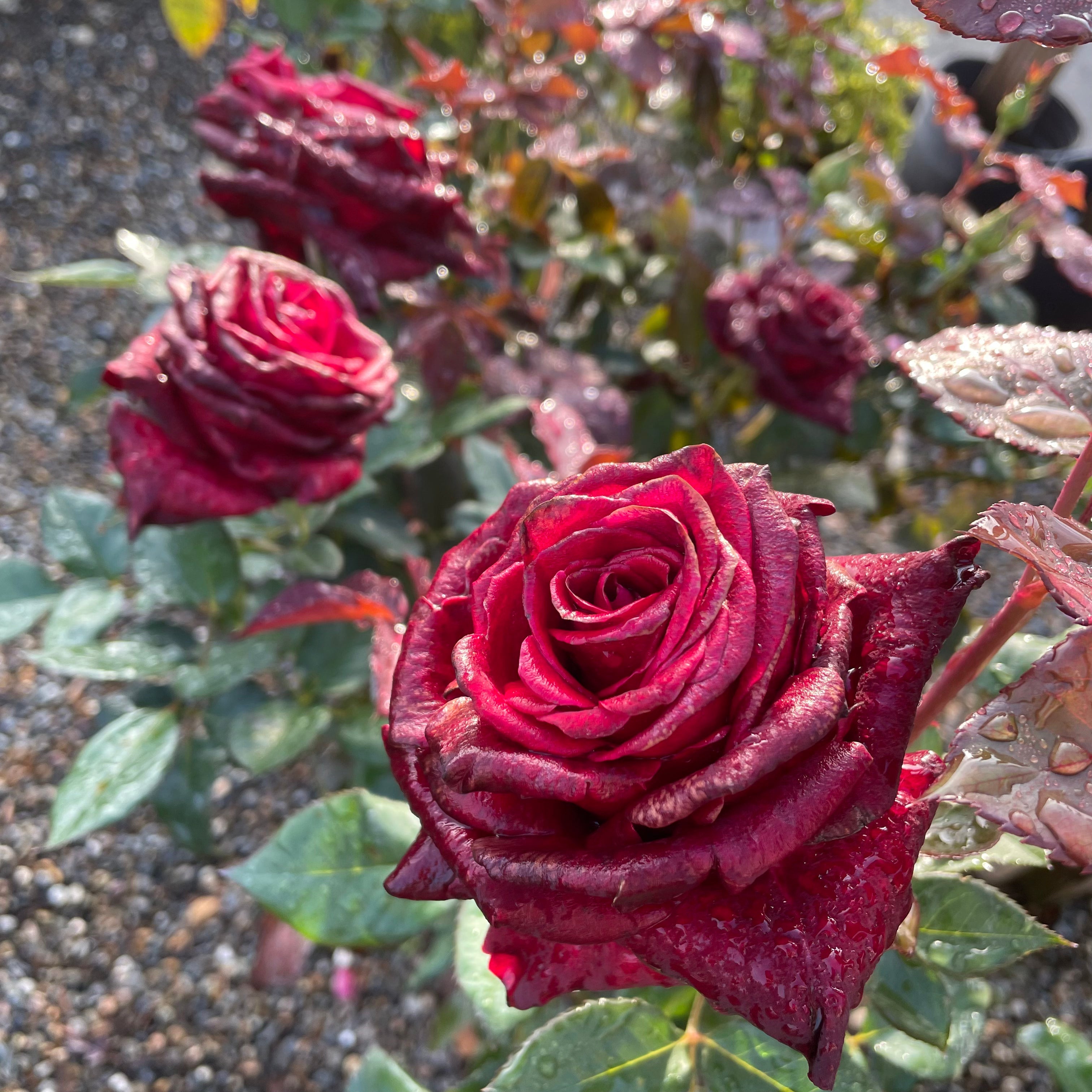 Black Baccara Hybrid Tea Rose