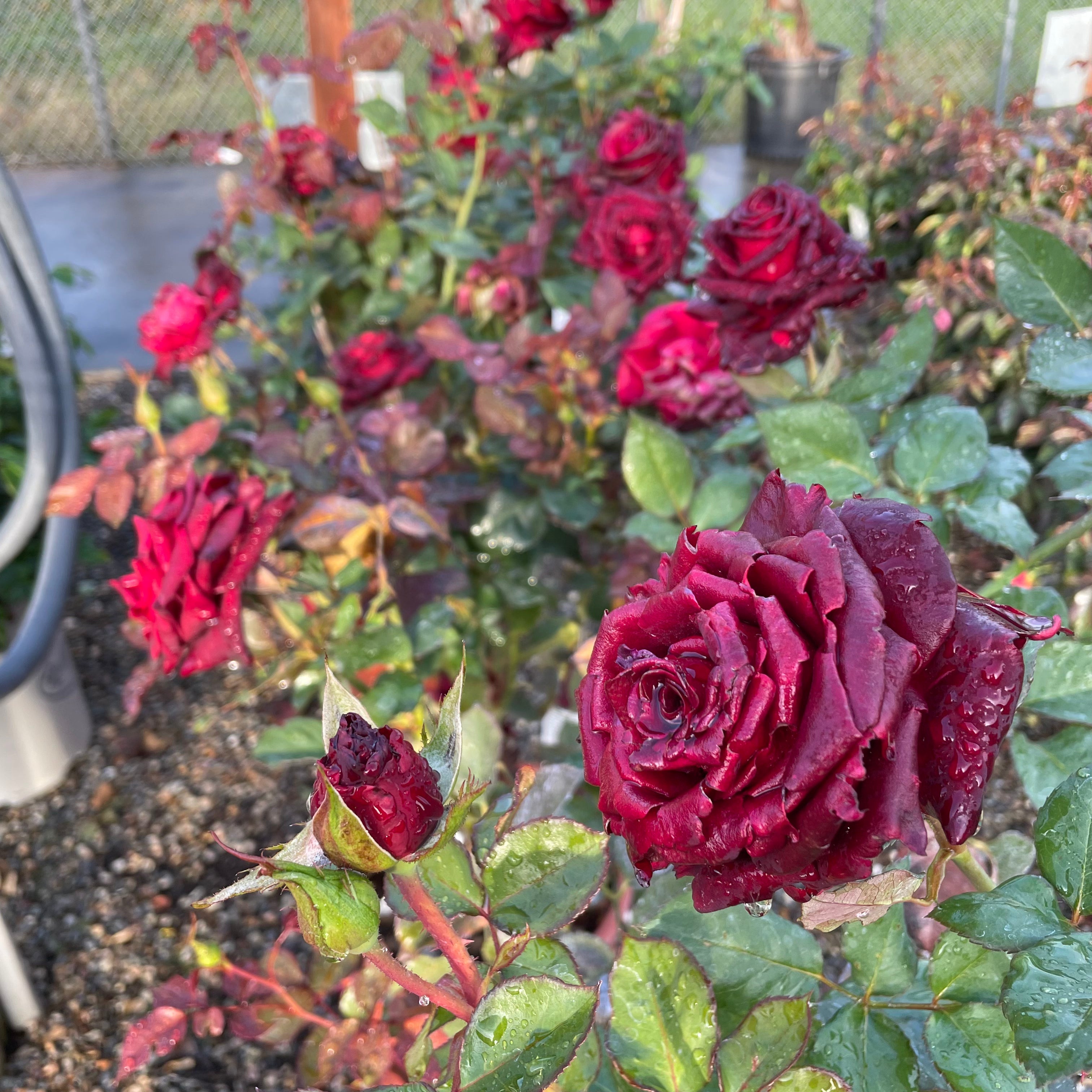 Black Baccara Hybrid Tea Rose