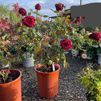 Black Baccara Hybrid Tea Rose