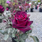 Black Baccara Hybrid Tea Rose