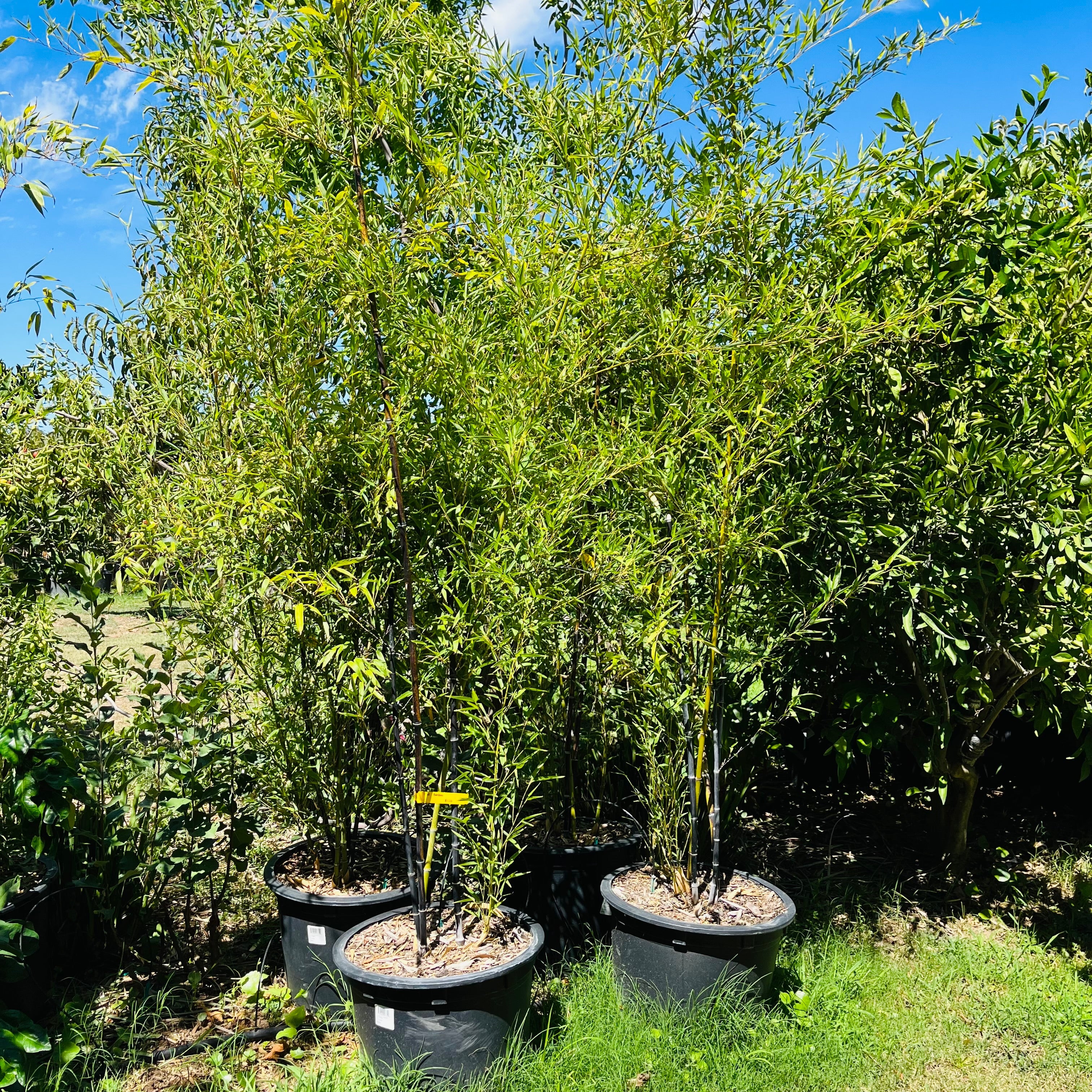 Black Bamboo