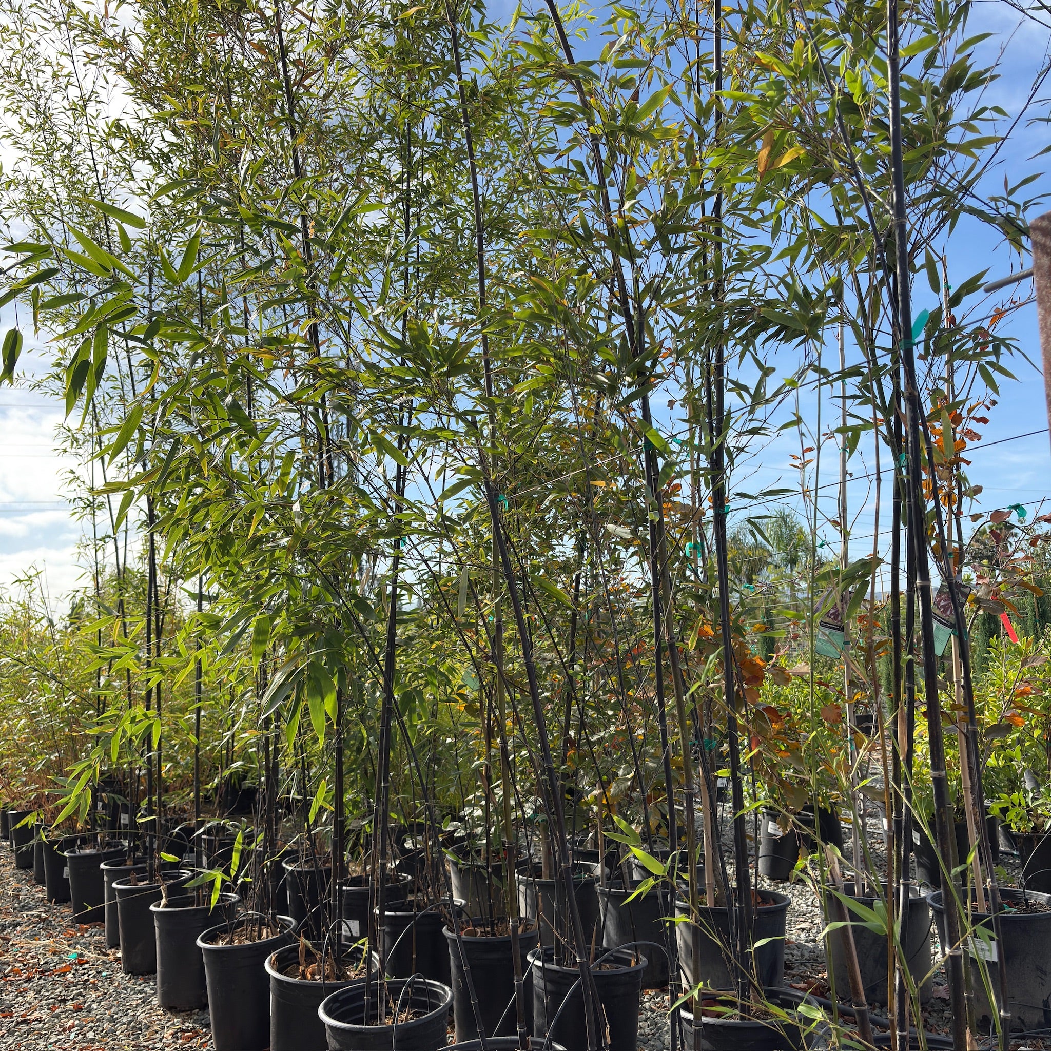 planting black bamboo in pots Black Bamboo