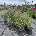 Black Knight Butterfly Bush