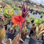 Black Knight Canna Lily