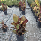 Black Knight Canna Lily