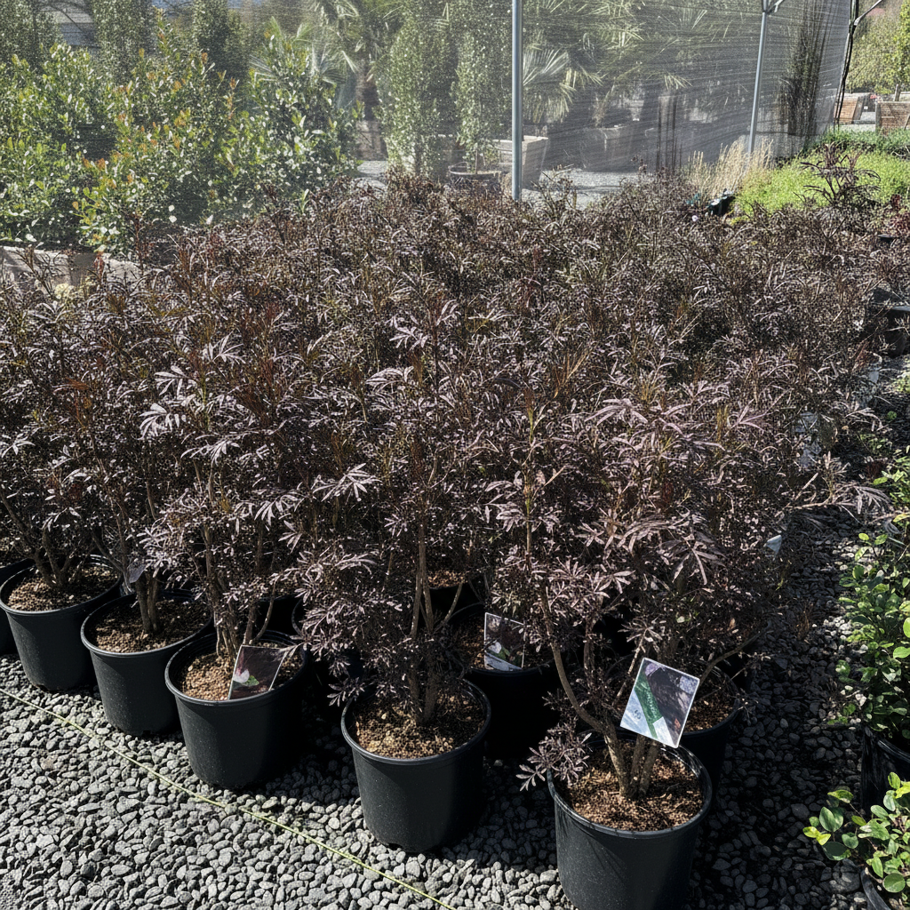 Black Lace Elderberry | Dark Purple Lacy Foliage Shrub – Victory