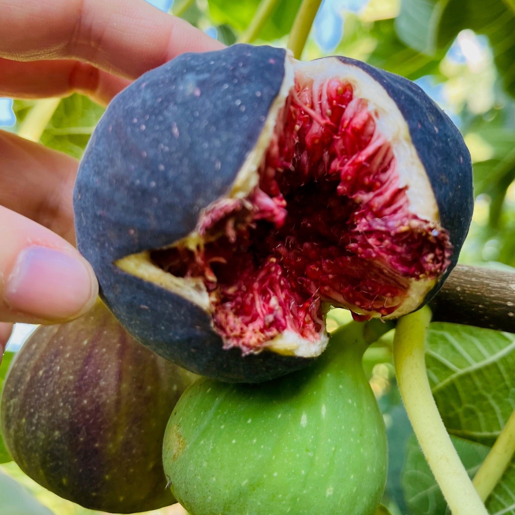 Black Mission Fig