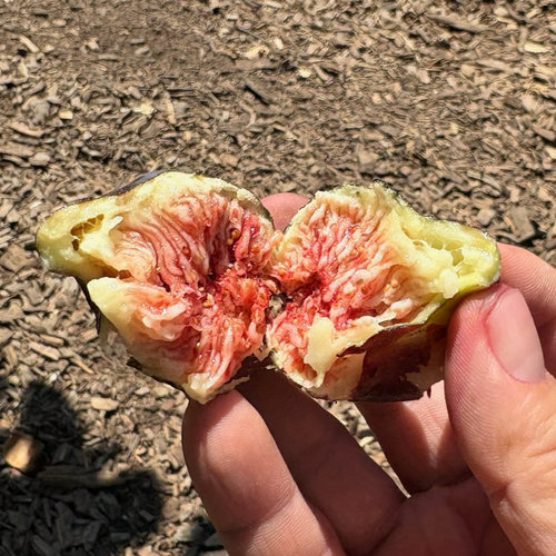 Black Mission Fig