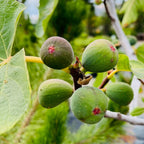 Black Mission Fig